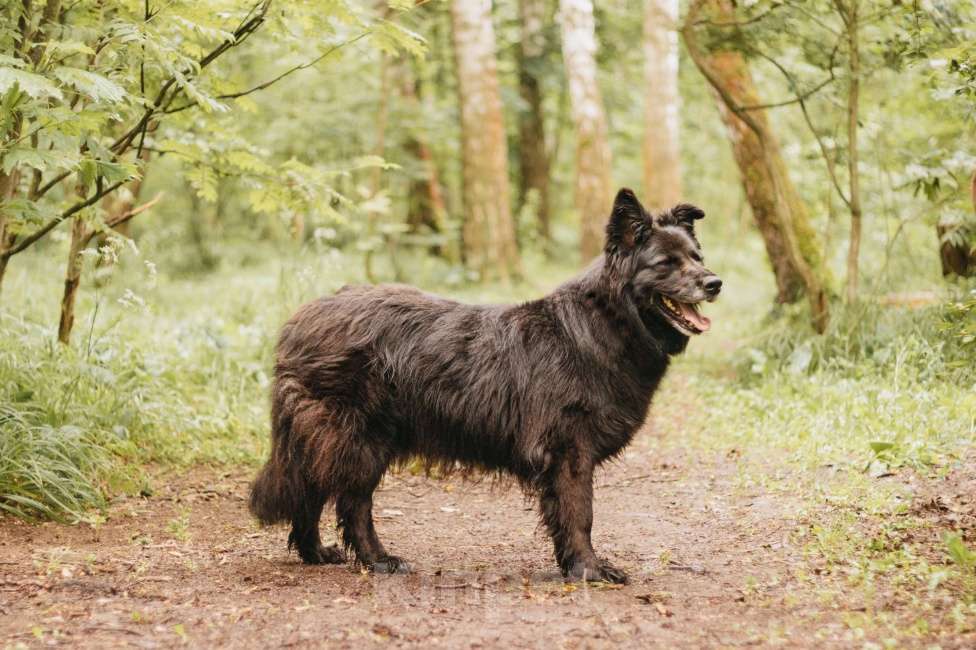 Собаки в Москве: Тихая Сакура ищет дом! Девочка, Бесплатно - фото 5