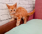 Кошки в Ижевске: Мейн кун (кошка) Девочка, 7 000 руб. - фото 1