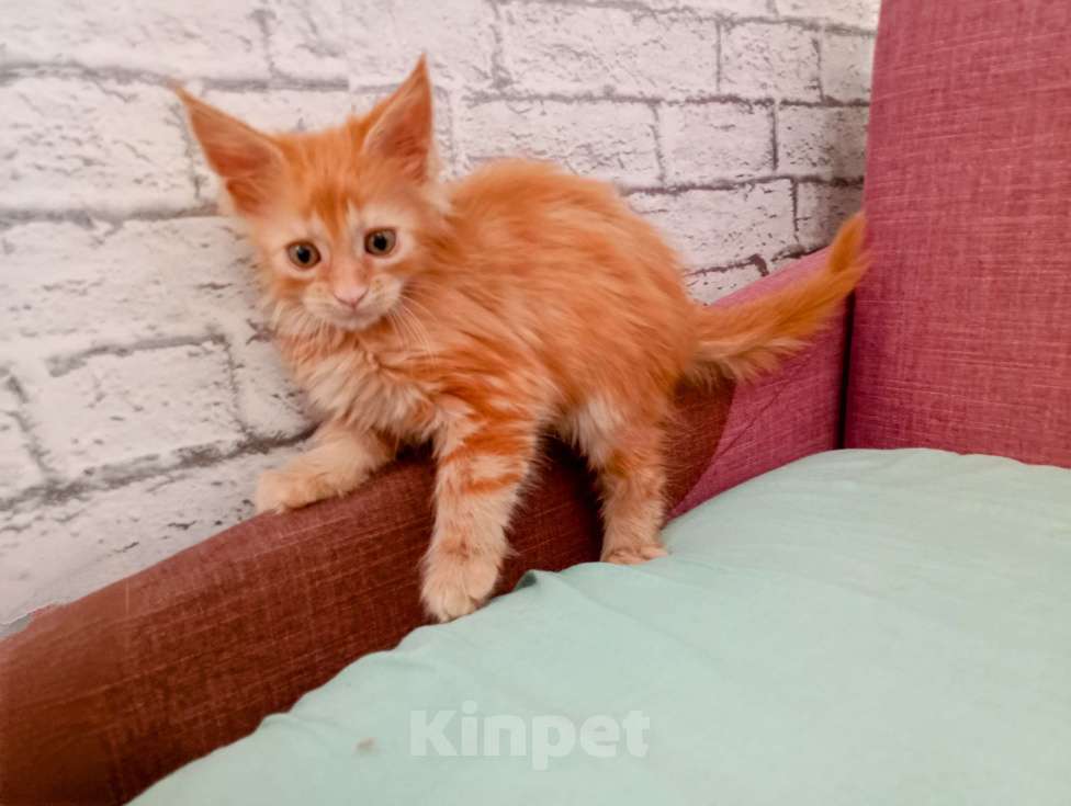 Кошки в Ижевске: Мейн кун (кошка) Девочка, 7 000 руб. - фото 1