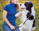 Собаки в Наро-Фоминске: Самый обаятельный и обнимательный: Гиджет Мальчик, Бесплатно - фото 4
