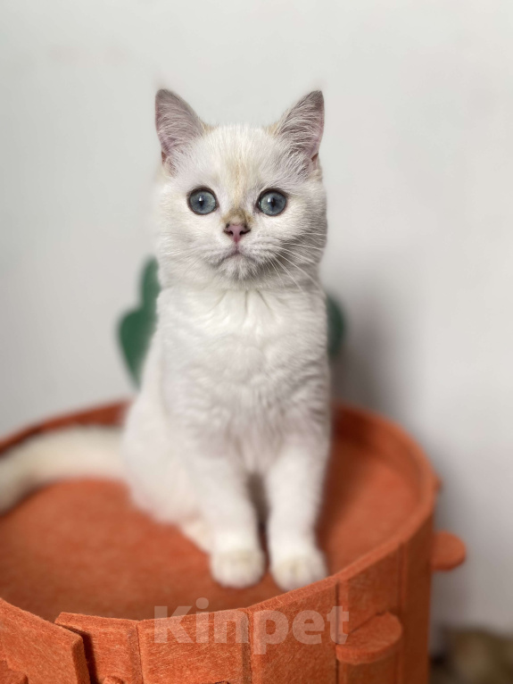 Кошки в Москве: Шотландские котята  Девочка, 25 000 руб. - фото 4