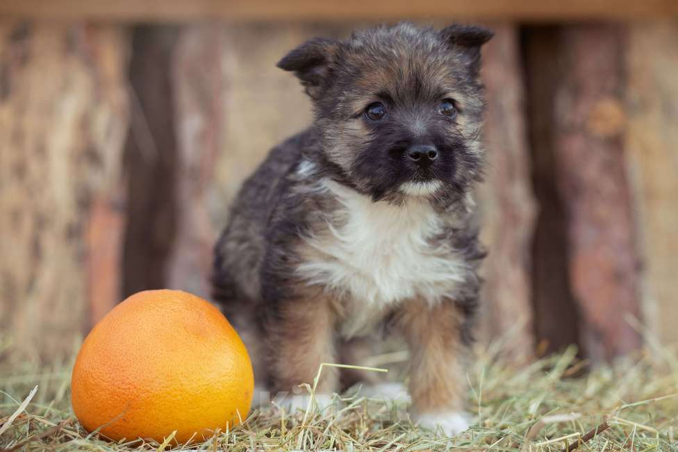 Собаки в Москве: щенок мелкаш Мимоза в добрые руки Девочка, Бесплатно - фото 5