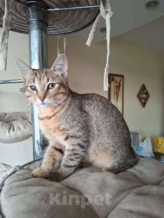 Кошки в Москве: Очень красивые котята (5 мес.) в добрые руки Девочка, Бесплатно - фото 7