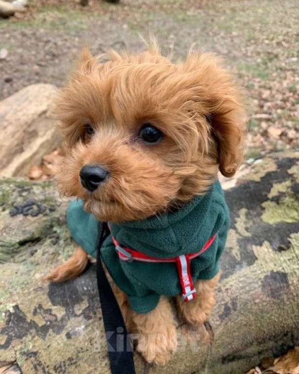 Собаки в Москве: Мальтипу, щенок 😍 Девочка, 70 000 руб. - фото 1