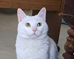 Кошки в Москве: Белоснежная Вита мечтает о доме Девочка, Бесплатно - фото 1
