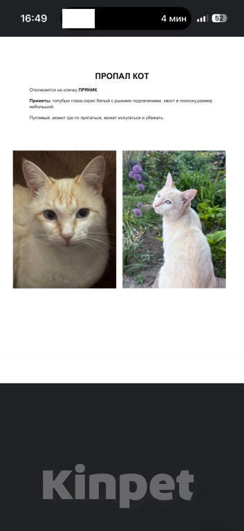 Кошки в Ростове-на-Дону: ПРОПАЛ КОТ !!! В районе частного сектора на Чкаловском Мальчик, Бесплатно - фото 4