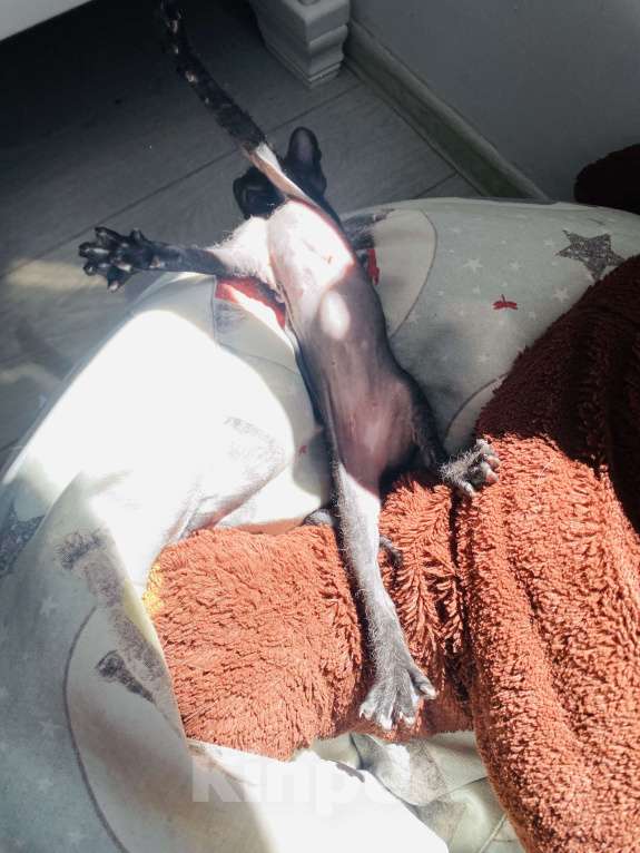 Кошки в Сочи: Продаются котята сфинкс Браш Девочка, 10 000 руб. - фото 4