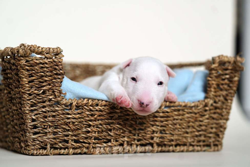 Собаки в Москве: Миниатюрный бультерьер Мальчик, Бесплатно - фото 1