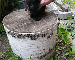 Кошки в Химках: Котята крысоловы Разнополые, Бесплатно - фото 7