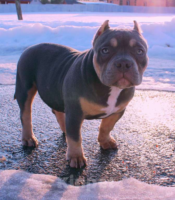 Собаки в Кирове: Подрастает малышка Девочка, 80 000 руб. - фото 3