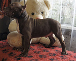 Собаки в Осташкове: Мальчик американский булли  шоколадного окраса Мальчик, 60 000 руб. - фото 5