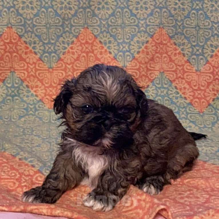 Собаки в Санкт-Петербурге: Великолепный золотой мальчик ши тцу  Мальчик, 35 000 руб. - фото 1