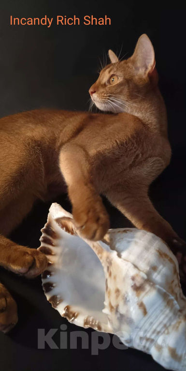 Кошки в Москве: Абиссинский красавчик соррель Мальчик, 125 000 руб. - фото 7