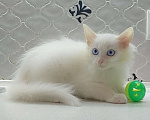 Кошки в Москве: Белый синеглазый пушистый котенок Сапфира в добрые руки Девочка, 1 руб. - фото 2