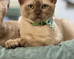 Кошки в Санкт-Петербурге: Котёнок Европейской бурмы Мальчик, 40 000 руб. - фото 2