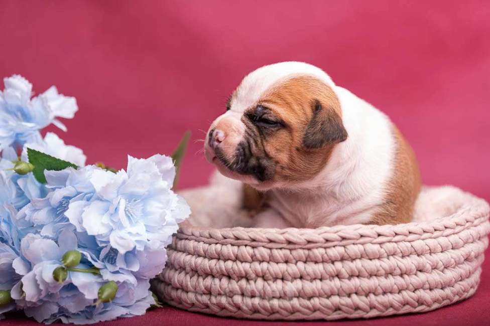 Собаки в Кореновске: Щенки АСТ РКФ Мальчик, Бесплатно - фото 6