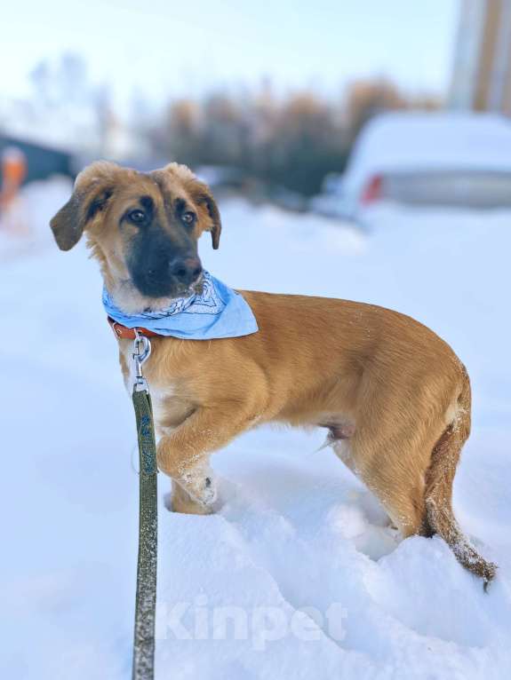 Собаки в Москве: Щенок ищет дом Мальчик, Бесплатно - фото 4