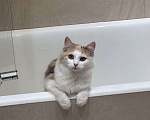 Кошки в Санкт-Петербурге: Кошечка-метиска ищет семью Девочка, 1 000 руб. - фото 8