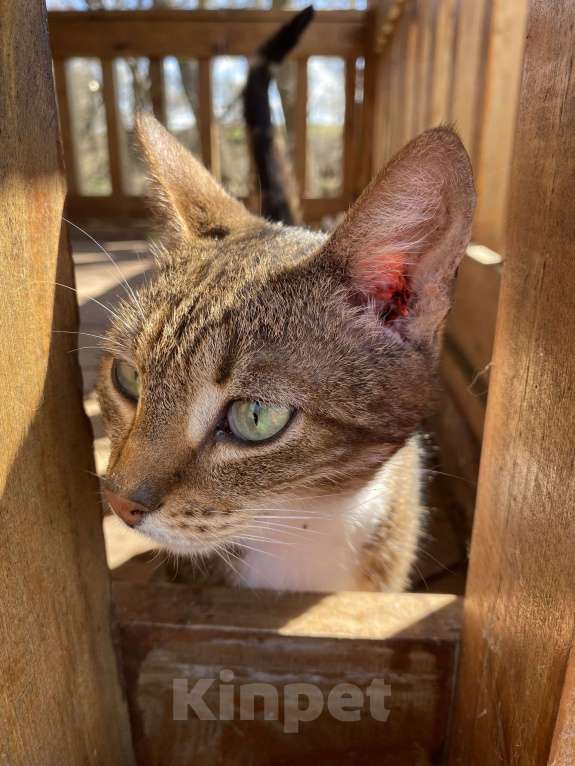 Кошки в Москве: Кошка , почти бенгал) Девочка, Бесплатно - фото 8