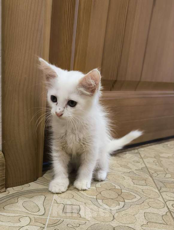 Кошки в других городах Краснодарского края: Турецкий ван Разнополые, 5 000 руб. - фото 3