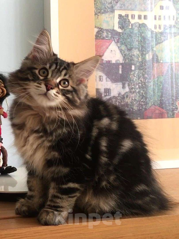 Кошки в Москве: Hunter SPAWN POINT Мальчик, 60 000 руб. - фото 6