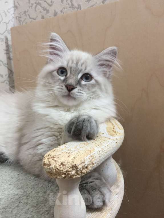 Кошки в Санкт-Петербурге: Невский маскарадный котёнок Мальчик, 45 000 руб. - фото 4