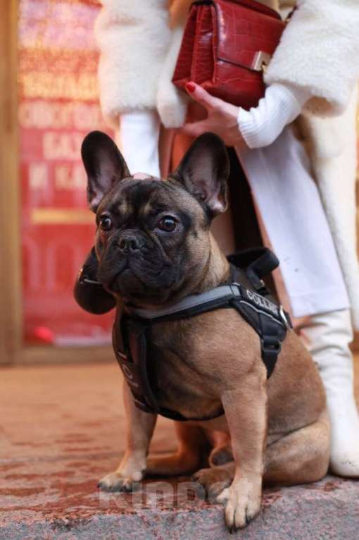 Собаки в Санкт-Петербурге: Очаровательная девочка французского бульдога Девочка, 40 000 руб. - фото 10