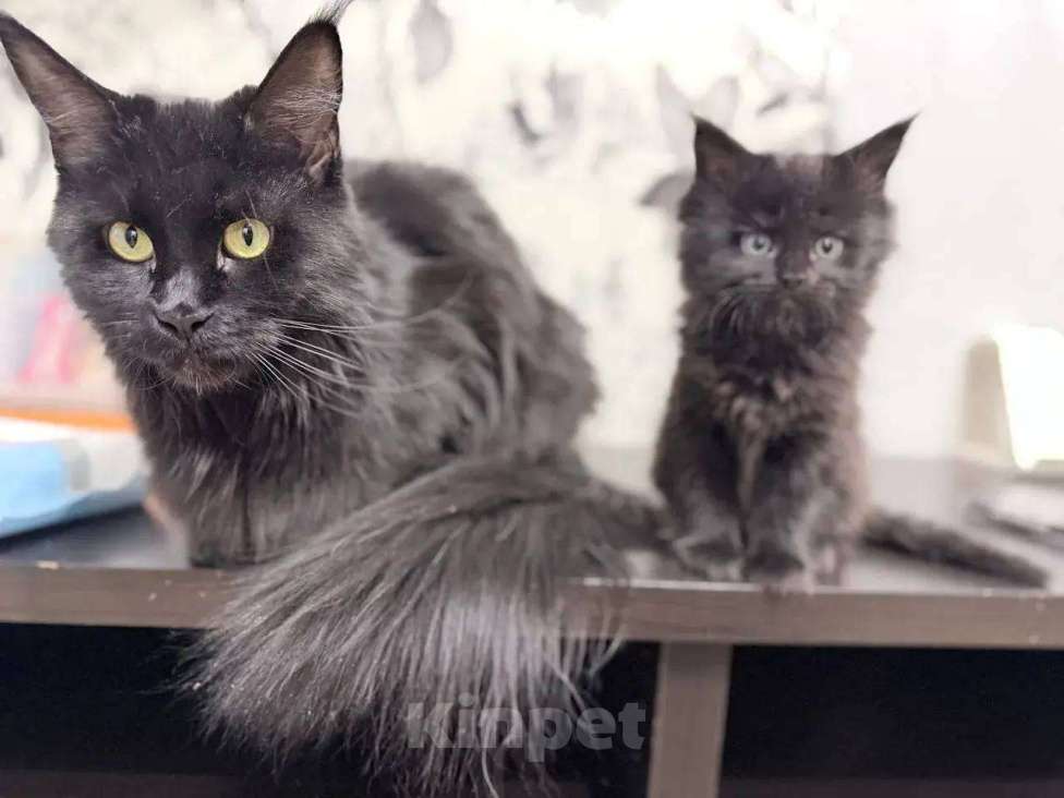 Кошки в Краснодаре: Продаю котенка Девочка, 45 000 руб. - фото 1