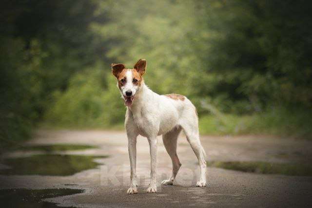 Собаки в Липецке: Пальма  Девочка, Бесплатно - фото 4