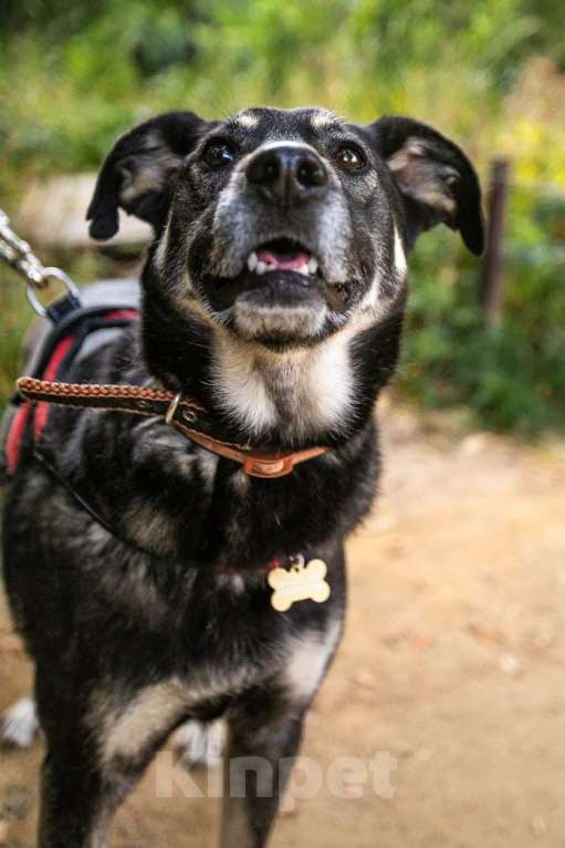 Собаки в Москве: Табити Девочка, Бесплатно - фото 14