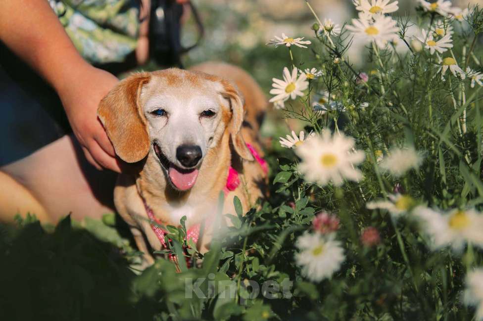 Собаки в Москве: Мокко Девочка, Бесплатно - фото 3