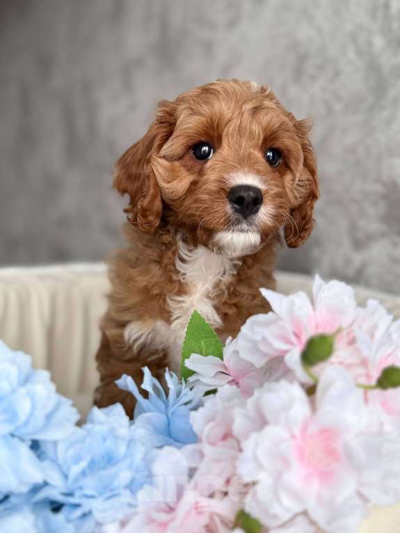 Собаки в Москве: Кавапу щенок Мальчик, Бесплатно - фото 3