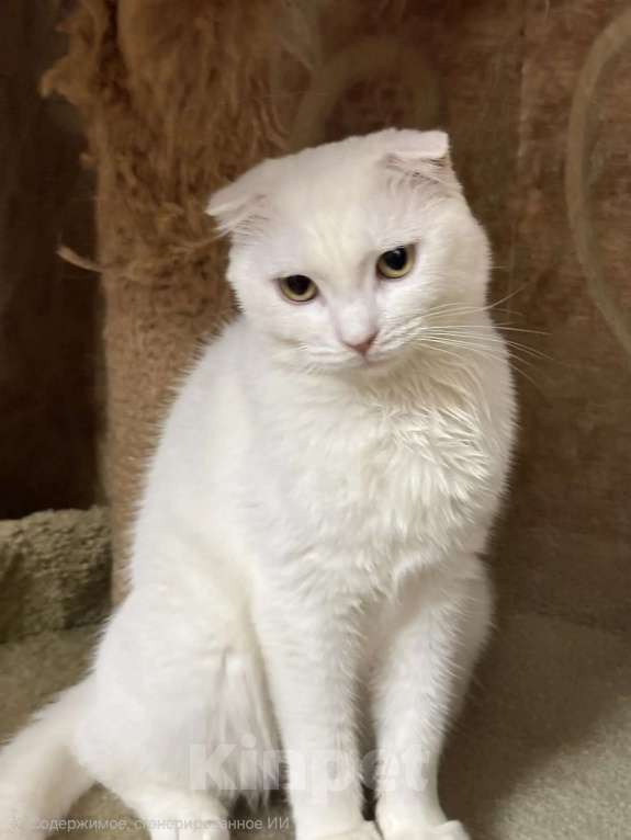 Кошки в Москве: Котенок Юлька в добрые руки Девочка, Бесплатно - фото 5