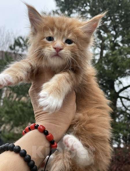 Кошки в других городах Ленинградской области: Мейн кун кошечка Девочка, 45 000 руб. - фото 1