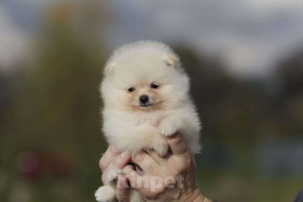 Собаки в Москве: Померанский шпиц, мальчик  Мальчик, Бесплатно - фото 2