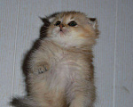 Кошки в Венеющем: Шотландский котенок, 12 000 руб. - фото 2