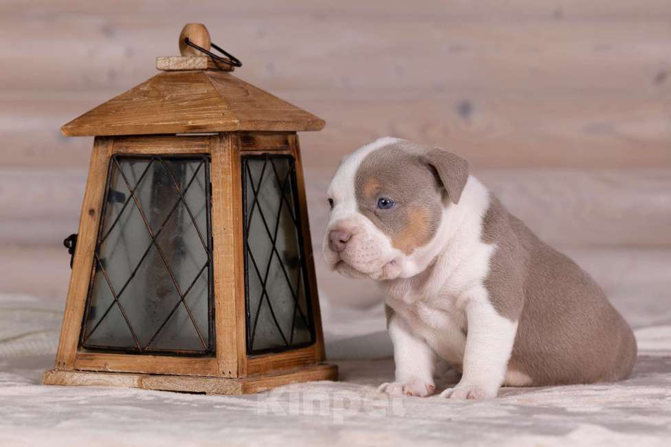 Собаки в Королеве: Американский булли стандарт Девочка, 300 000 руб. - фото 9