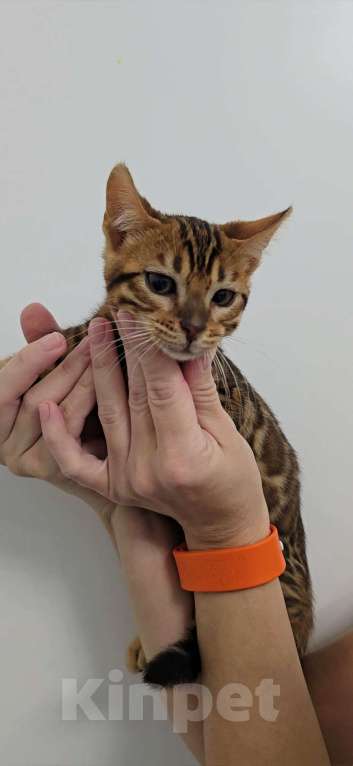 Кошки в Ставрополе: Бенгальские котята Мальчик, 40 000 руб. - фото 4