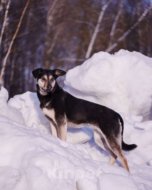 Собаки в других городах Московской области: Миниатюрная и очень милая собачка хочет домой Девочка, Бесплатно - фото 4