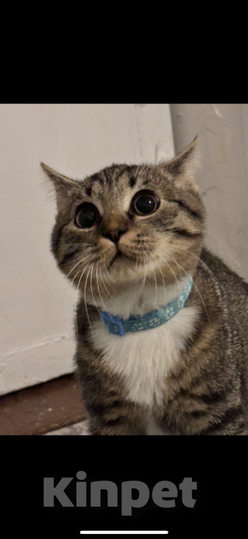 Кошки в Москве: Кот. Котик. Котенок.  Мальчик, Бесплатно - фото 5