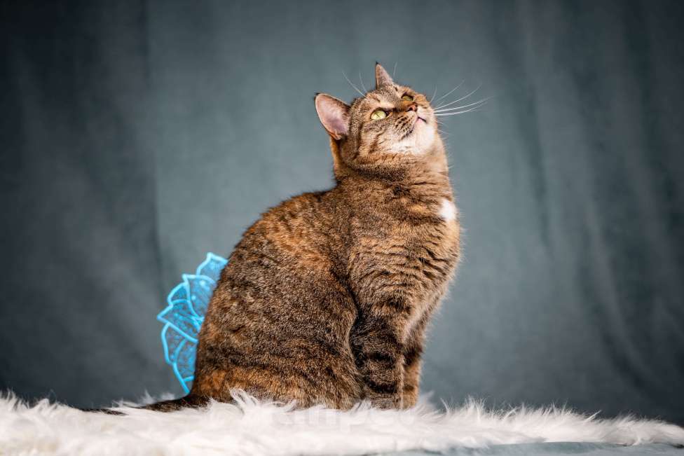 Кошки в Клине: Ласкуша — кошка-обнимашка Девочка, Бесплатно - фото 1