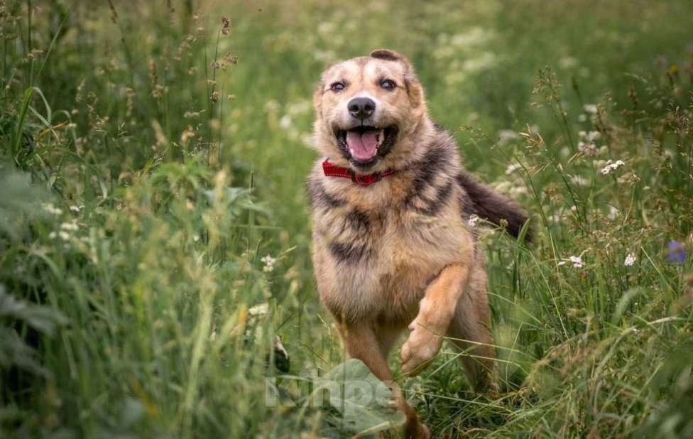 Собаки в других городах Владимирской области: Собака компаньон в самые лучшие добрые ручки! Девочка, Бесплатно - фото 3