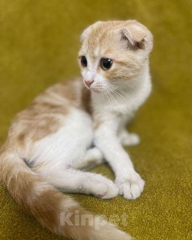 Кошки в Москве: Вислоухий котенок Роджер ищет своих котородителей Мальчик, Бесплатно - фото 2