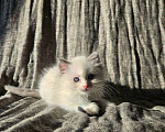 Кошки в Владивостоке: Blondie Девочка, 65 000 руб. - фото 2