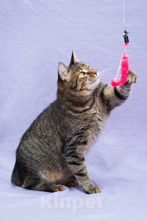 Кошки в Москве: Каково это - быть не нужной? Девочка, Бесплатно - фото 2