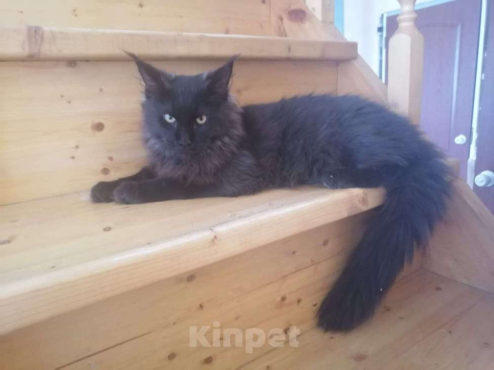 Кошки в Ульяновске: Продам котёнка породы мейн-кун Мальчик, Бесплатно - фото 6