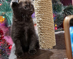 Кошки в Краснодаре: Шотландские вислоухие короткошерстные Мальчик, 10 000 руб. - фото 4