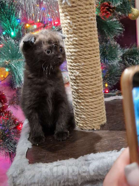 Кошки в Краснодаре: Шотландские вислоухие короткошерстные Мальчик, 10 000 руб. - фото 4