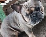 Собаки в Тимашевске: Щенки французского бульдога Мальчик, 22 000 руб. - фото 6