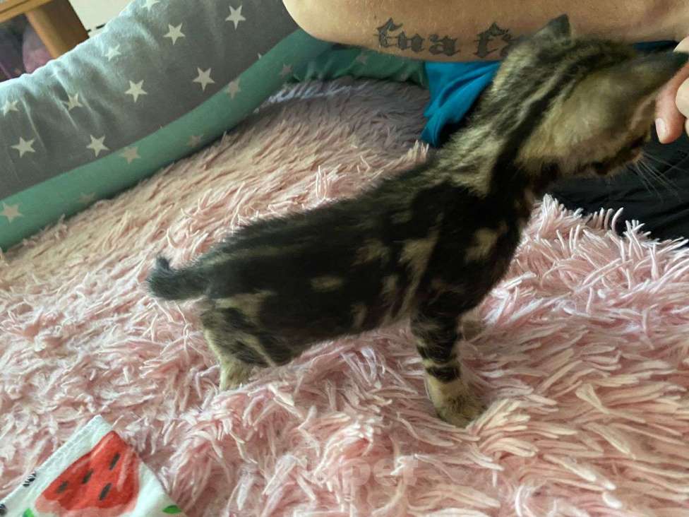 Кошки в Санкт-Петербурге: Бенгальские котята Мальчик, 7 000 руб. - фото 2